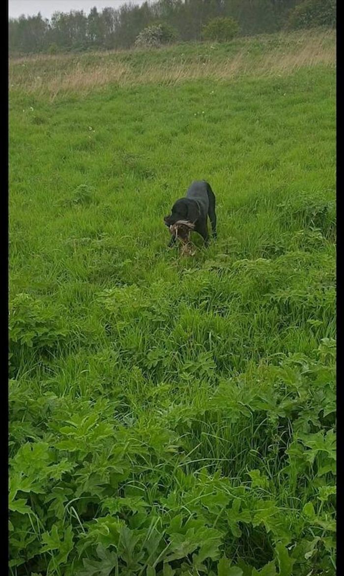 Labrador Retriever stud dog for stud in Maghull, Merseyside – KC registered, 11 months old - Image 12 of 15