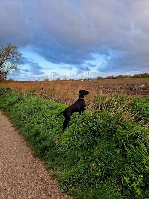 GSP STUD ...Proven Sire 5th Generation Working KC registered GSP for sale in Maghull, Merseyside