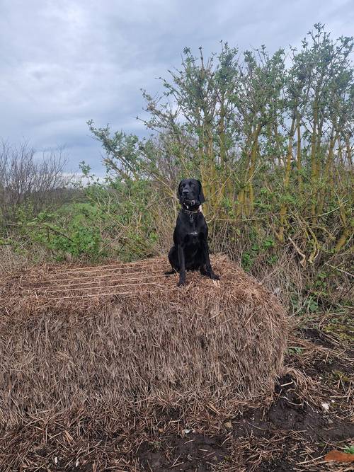 GSP STUD ...Proven Sire 5th Generation Working KC registered GSP for sale in Maghull, Merseyside - Image 7