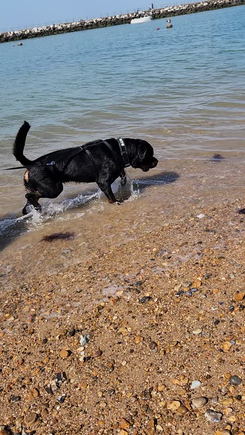 Handsome German kc registered for sale in London, Greater London