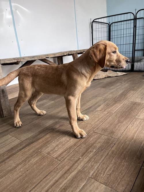 Handsome Goldador boy puppy for sale in Waltham on the Wolds, Leicestershire - Image 3