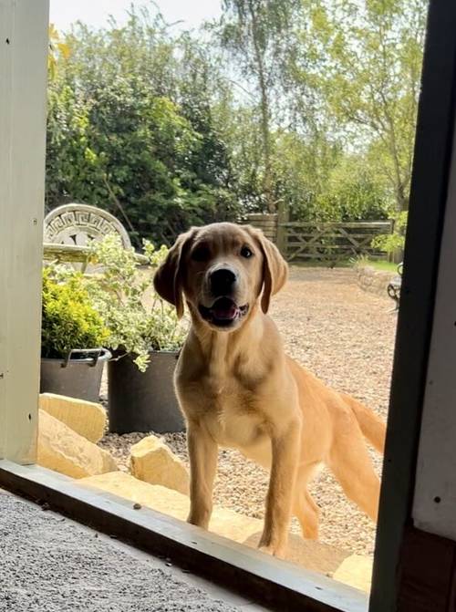 Handsome Goldador boy puppy for sale in Waltham on the Wolds, Leicestershire - Image 4