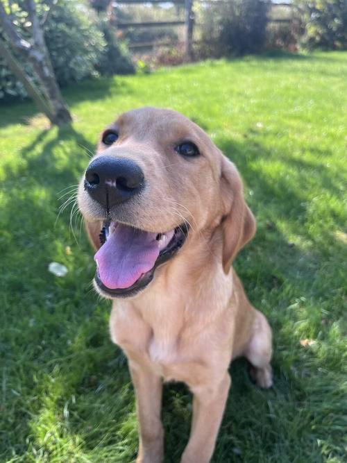 Handsome Goldador boy puppy for sale in Waltham on the Wolds, Leicestershire - Image 5