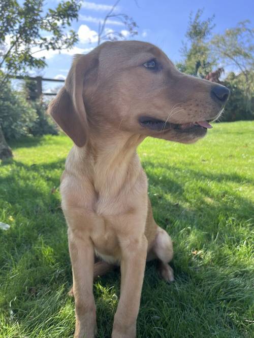 Handsome Goldador boy puppy for sale in Waltham on the Wolds, Leicestershire - Image 6