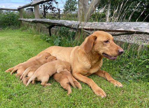 Handsome Goldador boy puppy for sale in Waltham on the Wolds, Leicestershire - Image 7