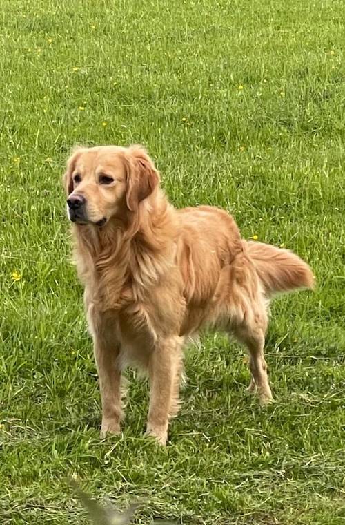 Handsome Goldador boy puppy for sale in Waltham on the Wolds, Leicestershire - Image 8