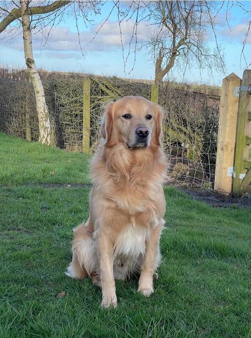 Handsome Goldador boy puppy for sale in Waltham on the Wolds, Leicestershire - Image 9