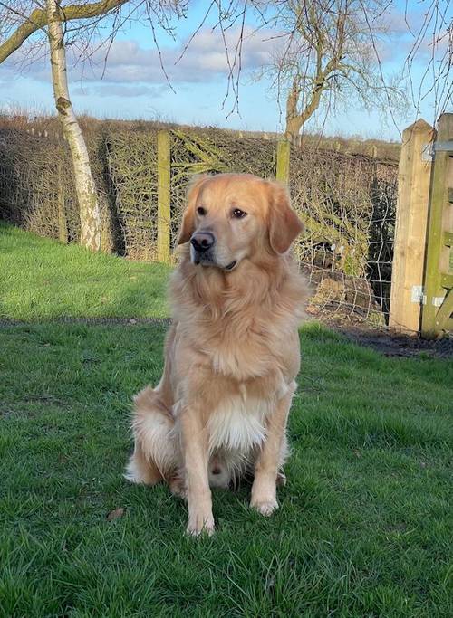 Handsome Goldador boy puppy for sale in Waltham on the Wolds, Leicestershire - Image 10