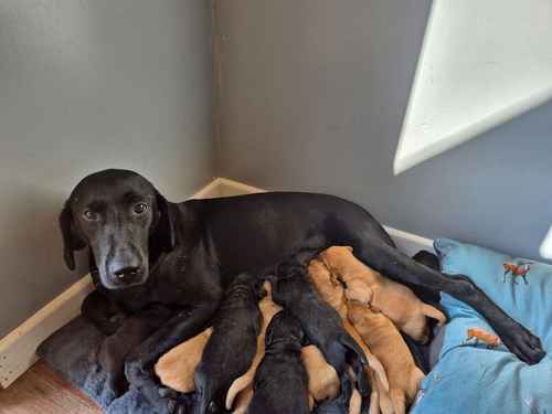 Handsome litter of KC Labrador Puppies Ready 9th of November for sale in Littleport, Cambridgeshire