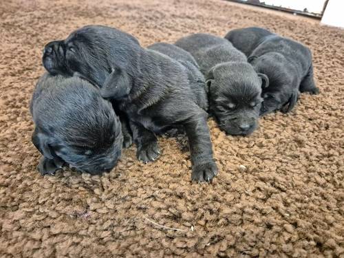 Handsome litter of KC Labrador Puppies Ready 9th of November for sale in Littleport, Cambridgeshire - Image 2