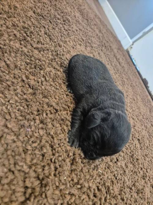 Handsome litter of KC Labrador Puppies Ready 9th of November for sale in Littleport, Cambridgeshire - Image 3