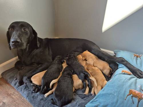 Handsome litter of KC Labrador Puppies Ready 9th of November for sale in Littleport, Cambridgeshire - Image 4