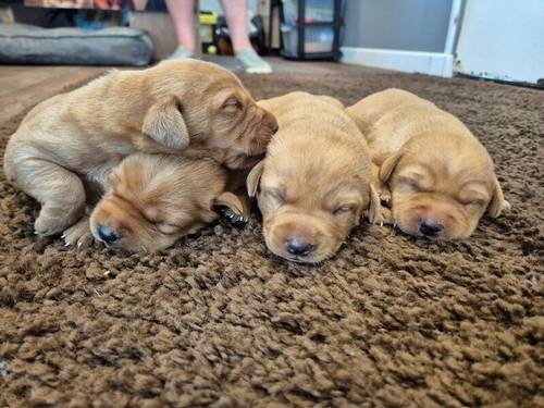 Handsome litter of KC Labrador Puppies Ready 9th of November for sale in Littleport, Cambridgeshire - Image 5