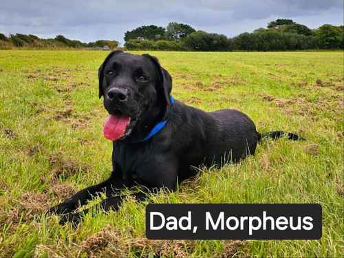 **READY TO LEAVE**STUNNING LITTER OF BLACK AND YELLOW PUREBRED LABRADOR PUPPIES** for sale in Milford Haven/Aberdaughleddau, Pembrokeshire