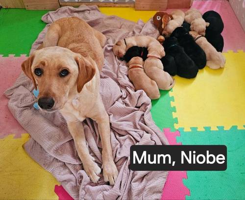 **DONT MISS OUT**STUNNING LITTER OF BLACK AND YELLOW PUREBRED LABRADOR PUPPIES** for sale in Milford Haven/Aberdaughleddau, Pembrokeshire - Image 3