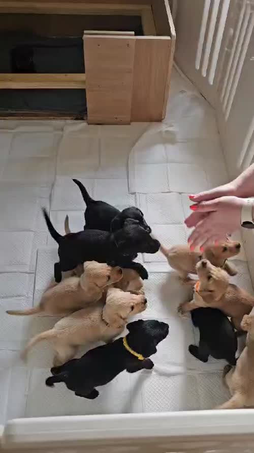 **DONT MISS OUT**STUNNING LITTER OF BLACK AND YELLOW PUREBRED LABRADOR PUPPIES** for sale in Milford Haven/Aberdaughleddau, Pembrokeshire