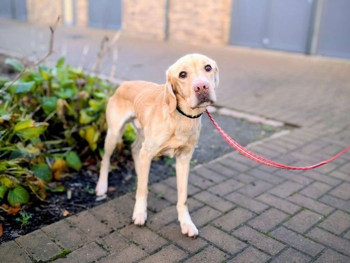Labrador Retriever for adoption in Cardiff, Glamorgan – 3 years old
