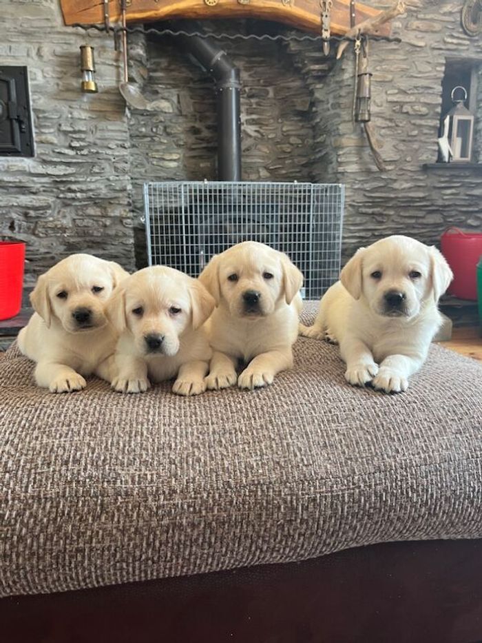Labrador Retriever puppies for sale in Pencarreg, Dyfed – KC registered, 8 months old - Image 3 of 11