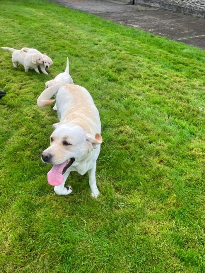 Labrador Retriever puppies for sale in Pencarreg, Dyfed – KC registered, 8 months old - Image 4 of 11