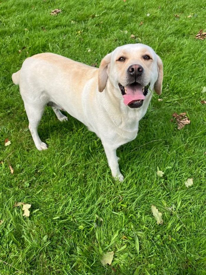 Labrador Retriever puppies for sale in Pencarreg, Dyfed – KC registered, 8 months old - Image 5 of 11