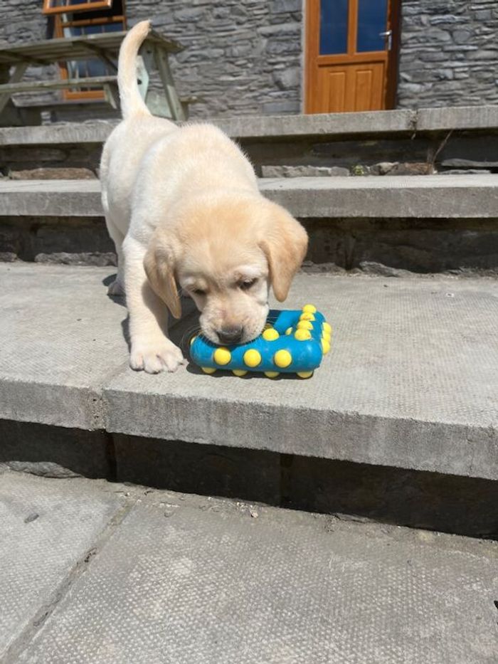 Labrador Retriever puppies for sale in Pencarreg, Dyfed – KC registered, 8 months old - Image 11 of 11