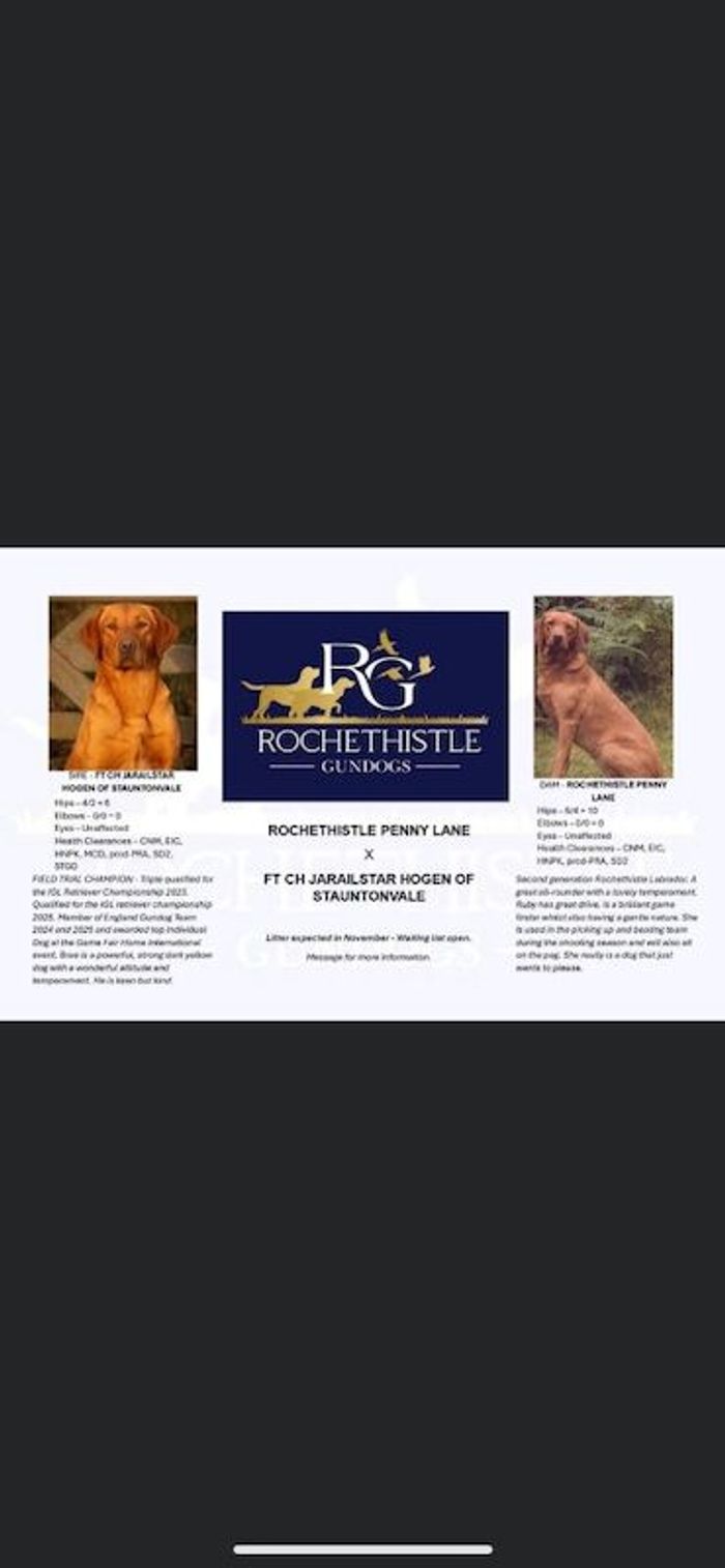 Labrador Retriever puppies for sale in Nottinghamshire – KC registered, 5 weeks old