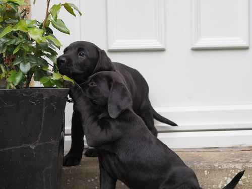 Health tested KC labrador pup for sale in Bishop Auckland, County Durham