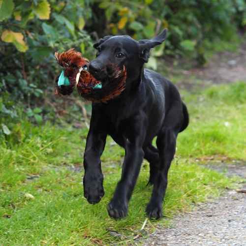 Health tested KC labrador pup for sale in Bishop Auckland, County Durham