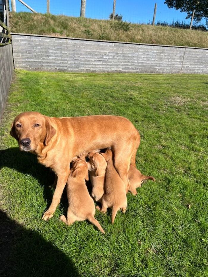 Labrador Retriever puppies for sale in Pencarreg, Dyfed – KC registered, 5 weeks old - Image 2 of 15