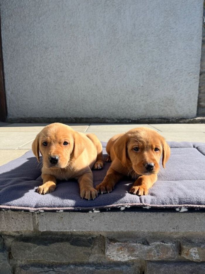 Labrador Retriever puppies for sale in Pencarreg, Dyfed – KC registered, 5 weeks old - Image 3 of 15