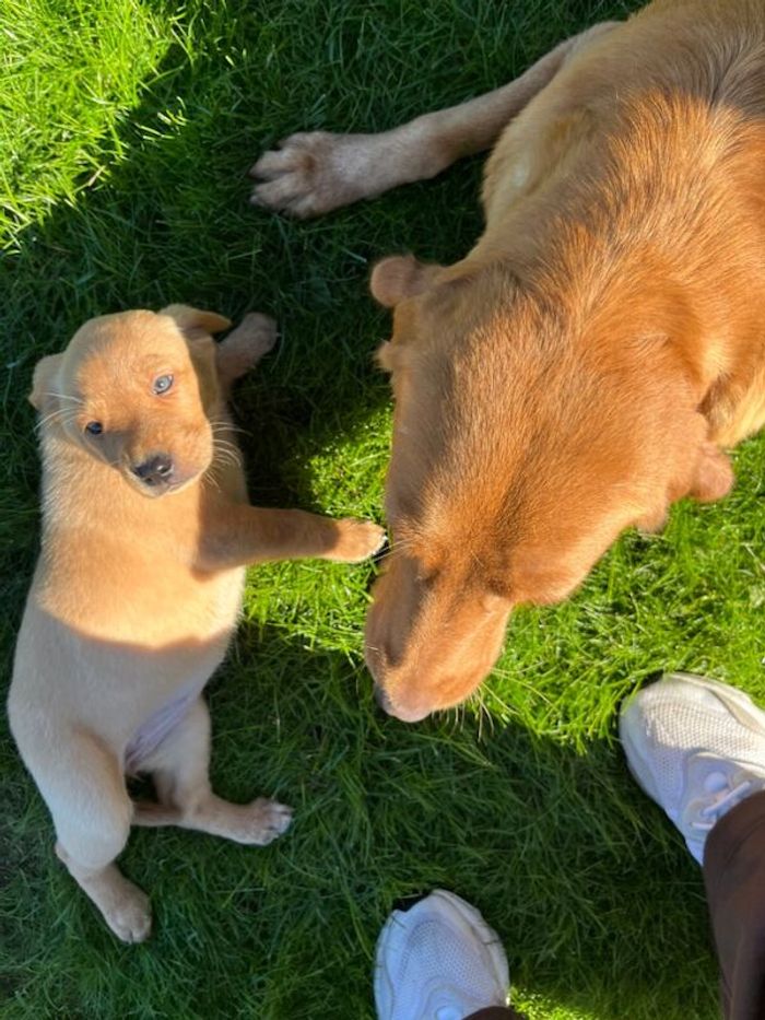 Labrador Retriever puppies for sale in Pencarreg, Dyfed – KC registered, 5 weeks old - Image 4 of 15