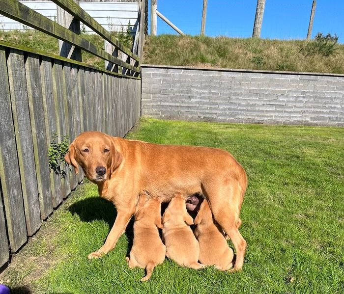 Labrador Retriever puppies for sale in Pencarreg, Dyfed – KC registered, 5 weeks old - Image 5 of 15