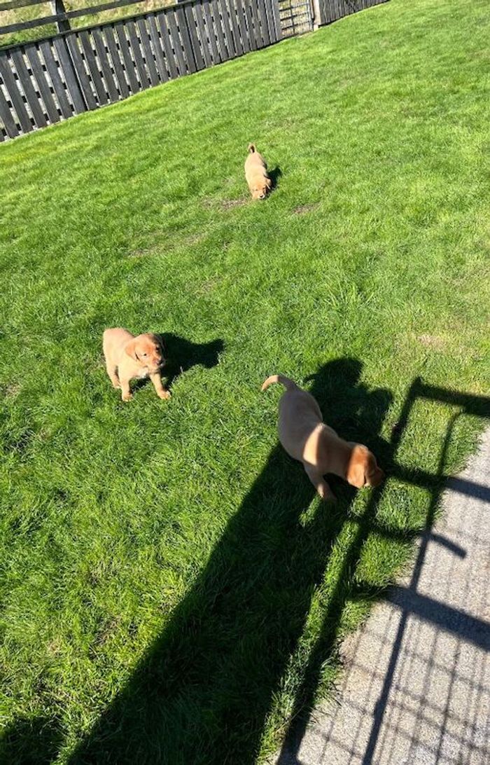 Labrador Retriever puppies for sale in Pencarreg, Dyfed – KC registered, 5 weeks old - Image 10 of 15