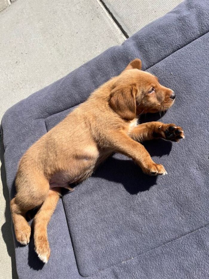 Labrador Retriever puppies for sale in Pencarreg, Dyfed – KC registered, 5 weeks old - Image 11 of 15