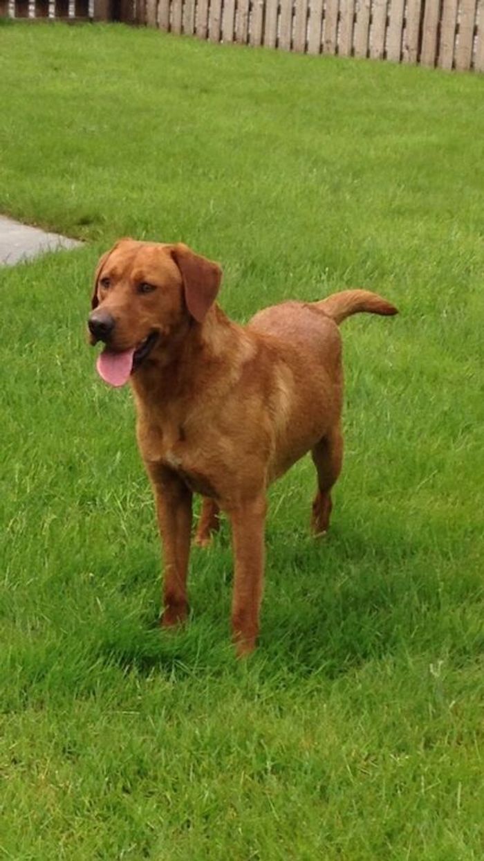 Labrador Retriever puppies for sale in Pencarreg, Dyfed – KC registered, 5 weeks old - Image 15 of 15