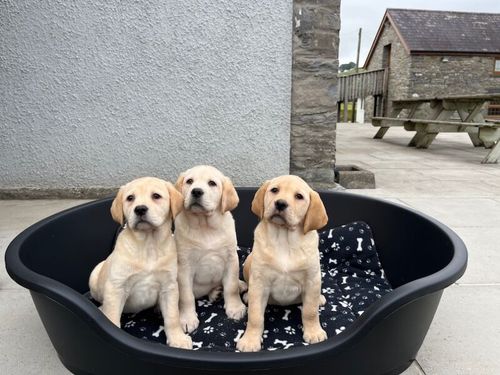 Health tested KC reg yellow Labrador puppies for sale in SA40 9QJ