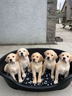 Health tested KC reg yellow Labrador puppies for sale in SA40 9QJ | Image 2