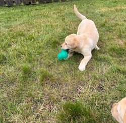 Health tested KC reg yellow Labrador puppies for sale in SA40 9QJ | Image 3