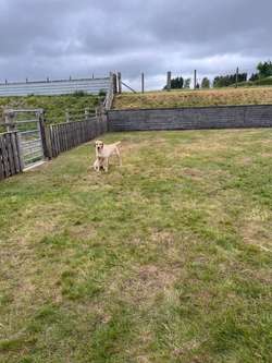 Health tested KC reg yellow Labrador puppies for sale in SA40 9QJ | Image 4