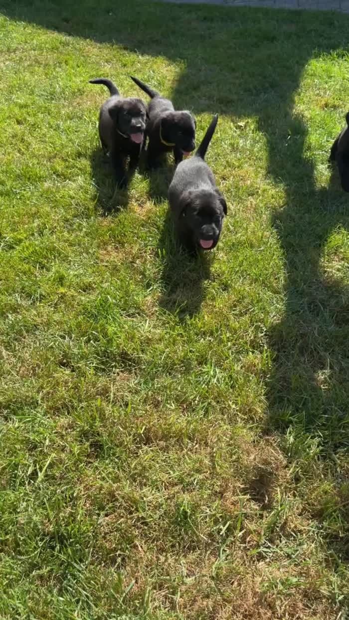 Labrador Retriever puppies for sale in Barnstaple, Devon – KC registered, 7 weeks old