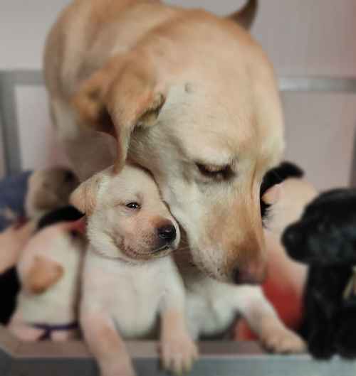 White and black Health tested Labrador puppies for sale in Leyburn, North Yorkshire