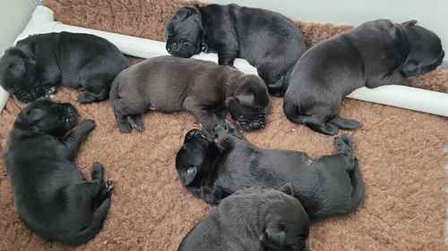 Ready to reserve now! Health tested Pedigree labrador retriever puppies for sale in Derby, Derbyshire