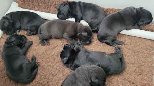 Health tested Pedigree labrador retriever puppies for sale in Derby, Derbyshire