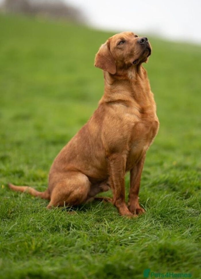 Labrador Retriever puppies for sale in Wrexham / Wrecsam, Clwyd – KC registered, 4 weeks old