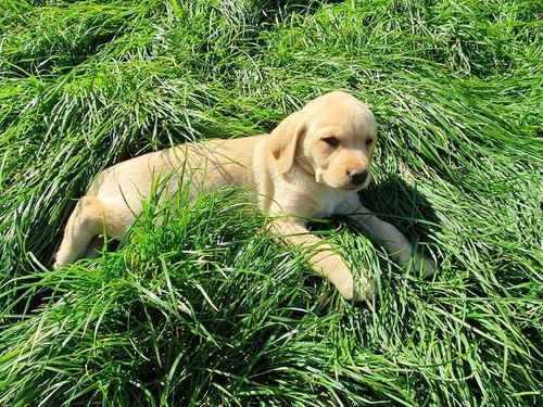 Healthy well raised Yellow Labradors for sale in Lodsworth, West Sussex