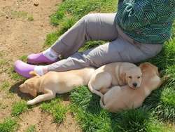 Healthy well raised Yellow Labradors for sale in Lodsworth, West Sussex | Image 2