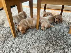Healthy well raised Yellow Labradors for sale in Lodsworth, West Sussex | Image 3