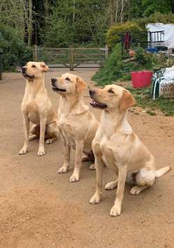 Healthy well raised Yellow Labradors for sale in Lodsworth, West Sussex | Image 4