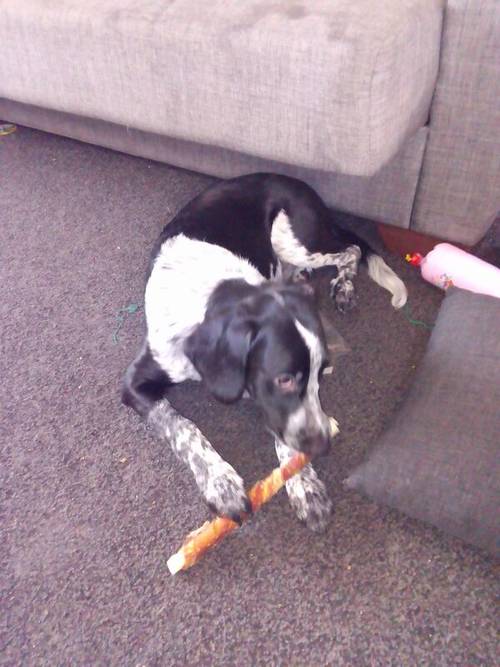 Hi I have a border collie cross cocker spaniel for sale in Harlow, Essex - Image 1