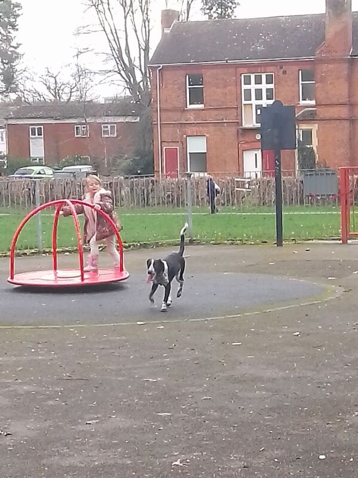 Labrador Retriever puppies for sale in Harlow, Essex – 2 years old - Image 2 of 3